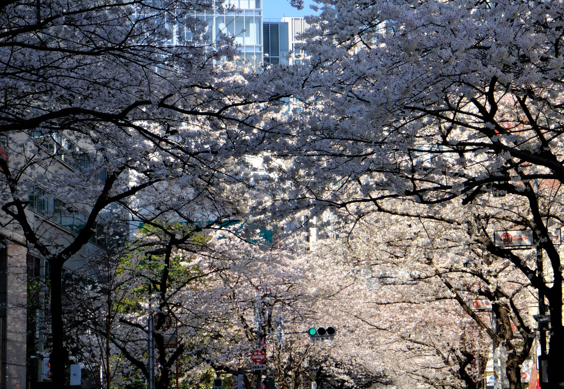 日本橋のお花見情報2021