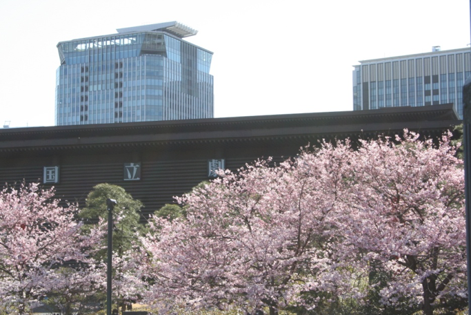 国立劇場のお花見