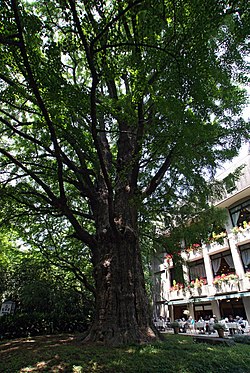 日比谷公園の「首賭けイチョウ」